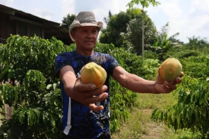 No Amazonas, primeira etapa de modernização da AM-010 beneficia escoamento da produção rural 1 Amazonas: Primeira etapa da modernização da AM-010 beneficia escoamento da produção rural.
