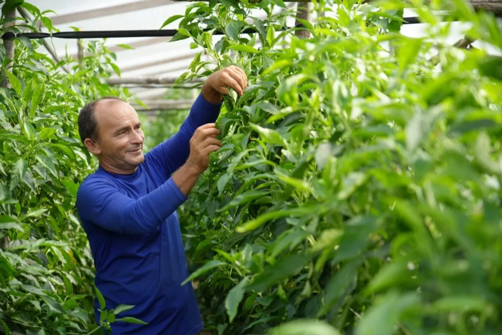 Amazonas e Defensoria firmam acordo na COP30 para impulsionar o projeto Cinturão Verde em Manaus 1 Amazonas e Defensoria firmam acordo na COP30 para impulsionar o projeto Cinturão Verde em Manaus.