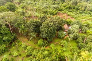 3ª Carta à COP30: Denis Minev projeta a Amazônia próspera de 2035 e alerta para caminhos possíveis