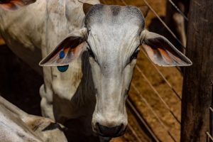 Pará inicia contagem regressiva para identificação obrigatória de bovinos e bubalinos a partir de 2026 1 BOVINOS