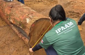 Ipaam Reposicao florestal no Amazonas Foto 3 Arquivo Ipaam 15 12 2025 1024x665 1