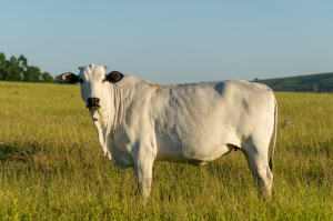 Pará inicia contagem regressiva para identificação obrigatória de bovinos e bubalinos a partir de 2026 2 bovino