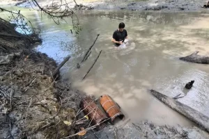 Inovação tecnológica fomenta produção sustentável do camarão-da-Amazônia