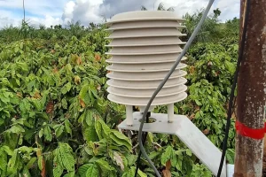 Projeto estuda a viabilidade econômica e impactos da irrigação e da agricultura de sequeiro no plantio do cacau amazônico