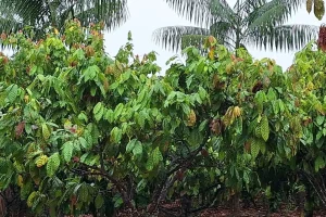 Projeto estuda a viabilidade econômica e impactos da irrigação e da agricultura de sequeiro no plantio do cacau amazônico
