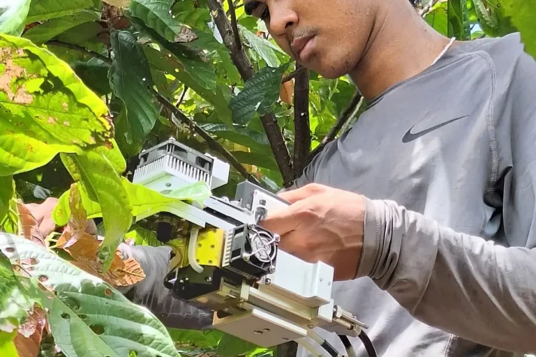 Projeto estuda a viabilidade econômica e impactos da irrigação e da agricultura de sequeiro no plantio do cacau amazônico