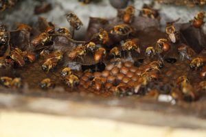 Mel de Boa Vista do Ramos, no Amazonas, recebe selo de origem e vira referência nacional