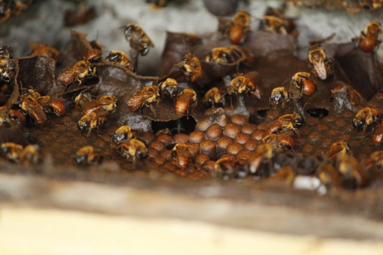 Mel de Boa Vista do Ramos, no Amazonas, recebe selo de origem e vira referência nacional