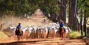 Sebrae no Amazonas impulsiona crescimento da pecuária e responde por um quarto das inseminações artificiais no estado 1 Sebrae no Amazonas impulsiona crescimento da pecuária e responde por um quarto das inseminações artificiais no estado