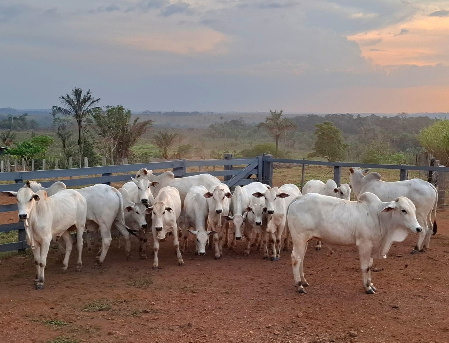 Sebrae no Amazonas impulsiona crescimento da pecuária e responde por um quarto das inseminações artificiais no estado