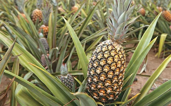 Amaciante natural de carne é desenvolvido a partir de abacaxi do Marajó, no Pará