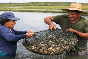Inovação tecnológica fomenta produção sustentável do camarão-da-Amazônia