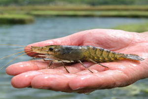 Inovação tecnológica fomenta produção sustentável do camarão-da-Amazônia