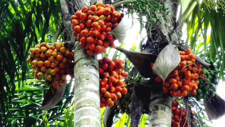 Da roça à mesa: Inpa avalia pupunhas de Coari para atender o gosto do consumidor manauara