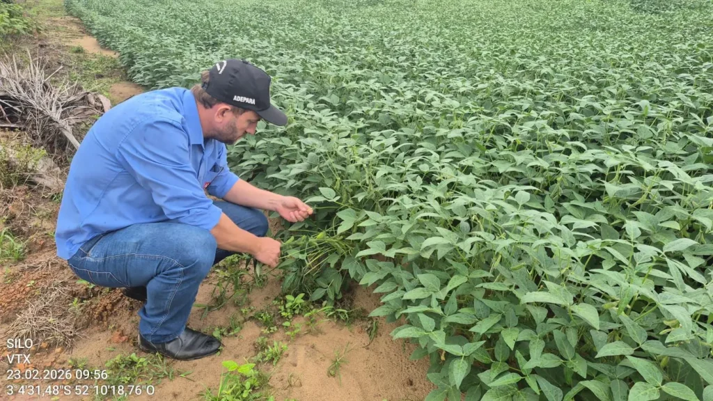 Cadastramento anual da soja no Pará termina neste sábado (28) 1 20260227131231 GC00075004 F00291115