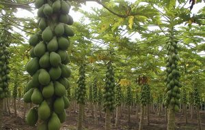 Produção de mamão cresce 12% no Amazonas enquanto Congresso avança em política nacional para o setor 3 e5ba0422 8438 4014 b441 e38a245e32ff