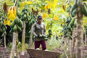 Produção de mamão cresce 12% no Amazonas enquanto Congresso avança em política nacional para o setor 2 fcaf0f35 e08c 4de0 89c8 fd0233df0590