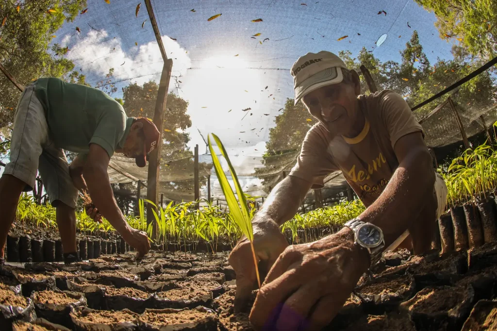 Bioeconomia movimenta R$ 13,5 bilhões por ano no Pará e sustenta milhares de famílias