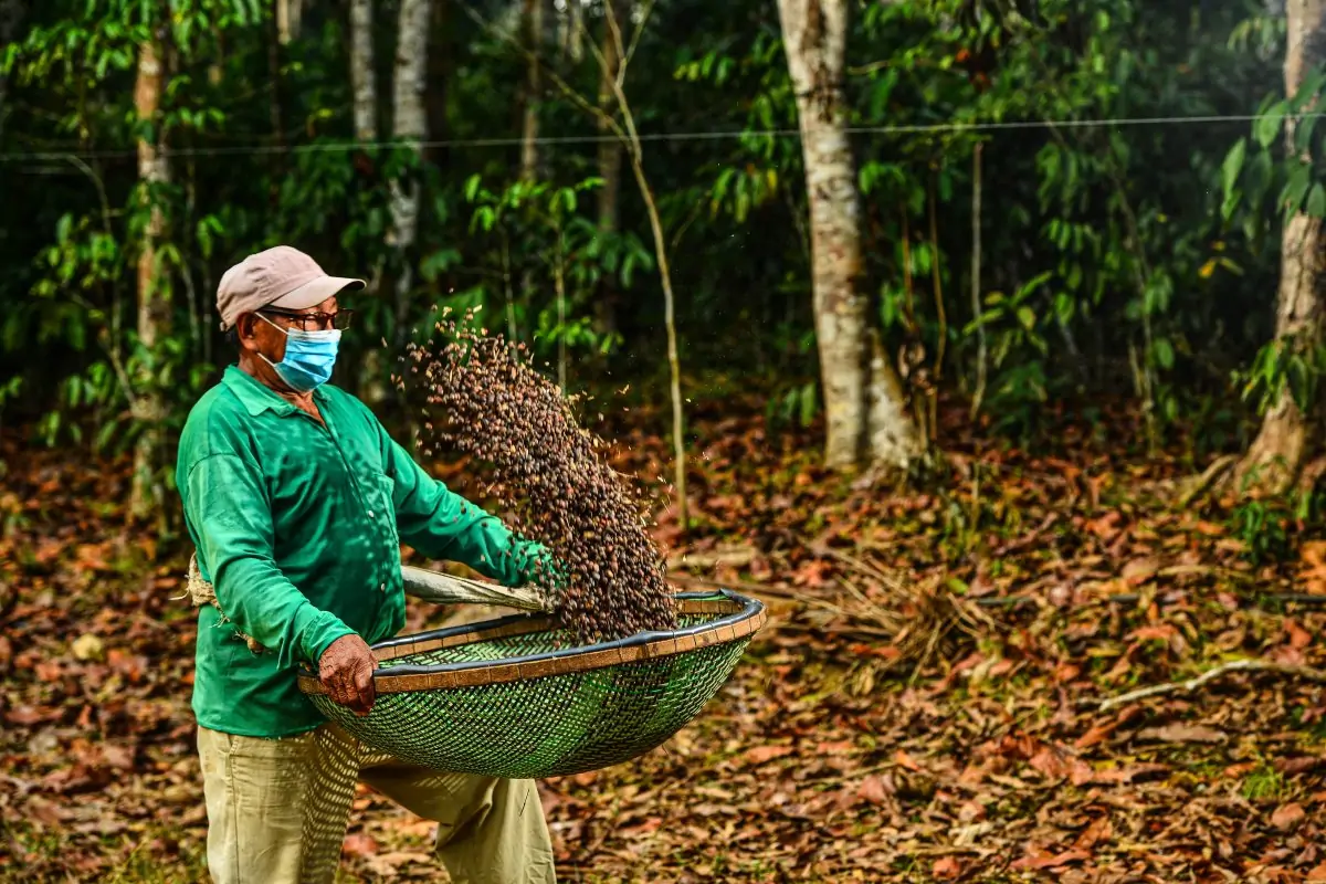 Lei impulsiona café amazônico e fortalece economia rural no Amazonas