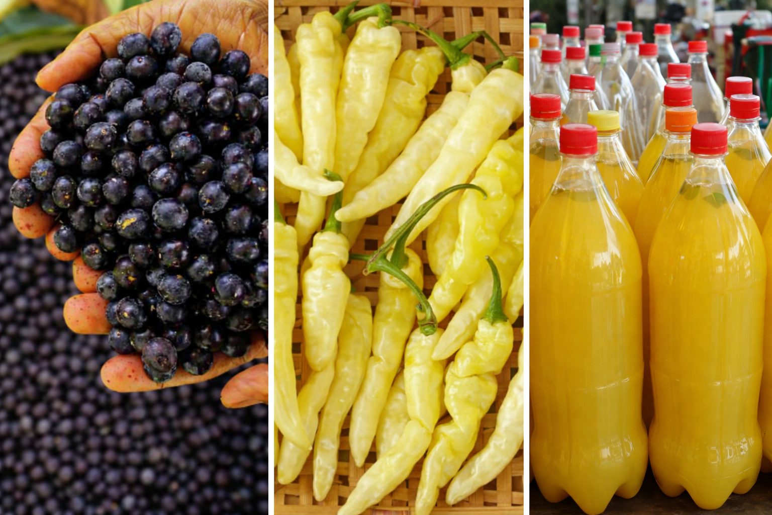 Virrosas aposta na industrialização de insumos da floresta no Amazonas 2 Virrosas aposta na industrialização de insumos da floresta no Amazonas