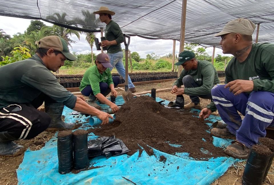 Porto Velho amplia produção de cacau com mudas e tecnologia 1 cacau portovelho tecnologia