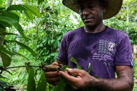 Lei impulsiona café amazônico e fortalece economia rural no Amazonas