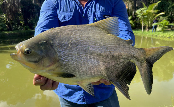 Tocantins cresce na piscicultura e entra no top 4 nacional com produção recorde