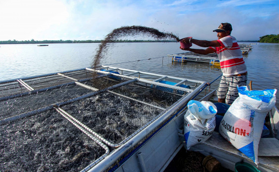 Tocantins cresce na piscicultura e entra no top 4 nacional com produção recorde