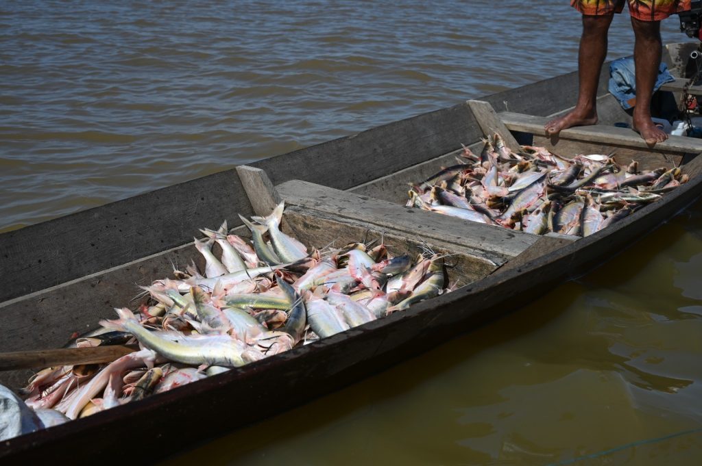Pesca do mapará 2026 mobiliza mais de mil pescadores e reforça organização produtiva no Careiro da Várzea 2 wellington pesca mapara