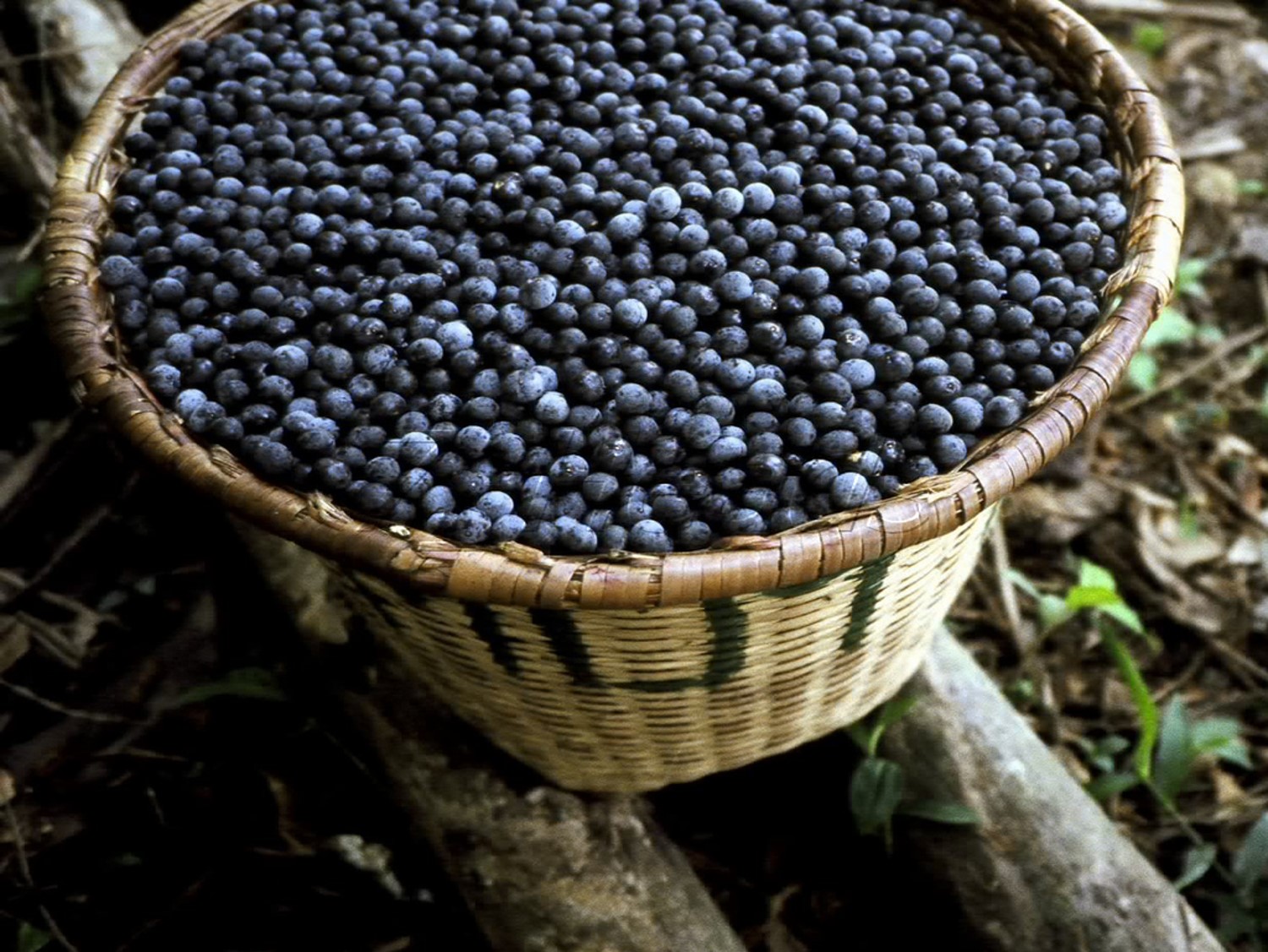 açaí
