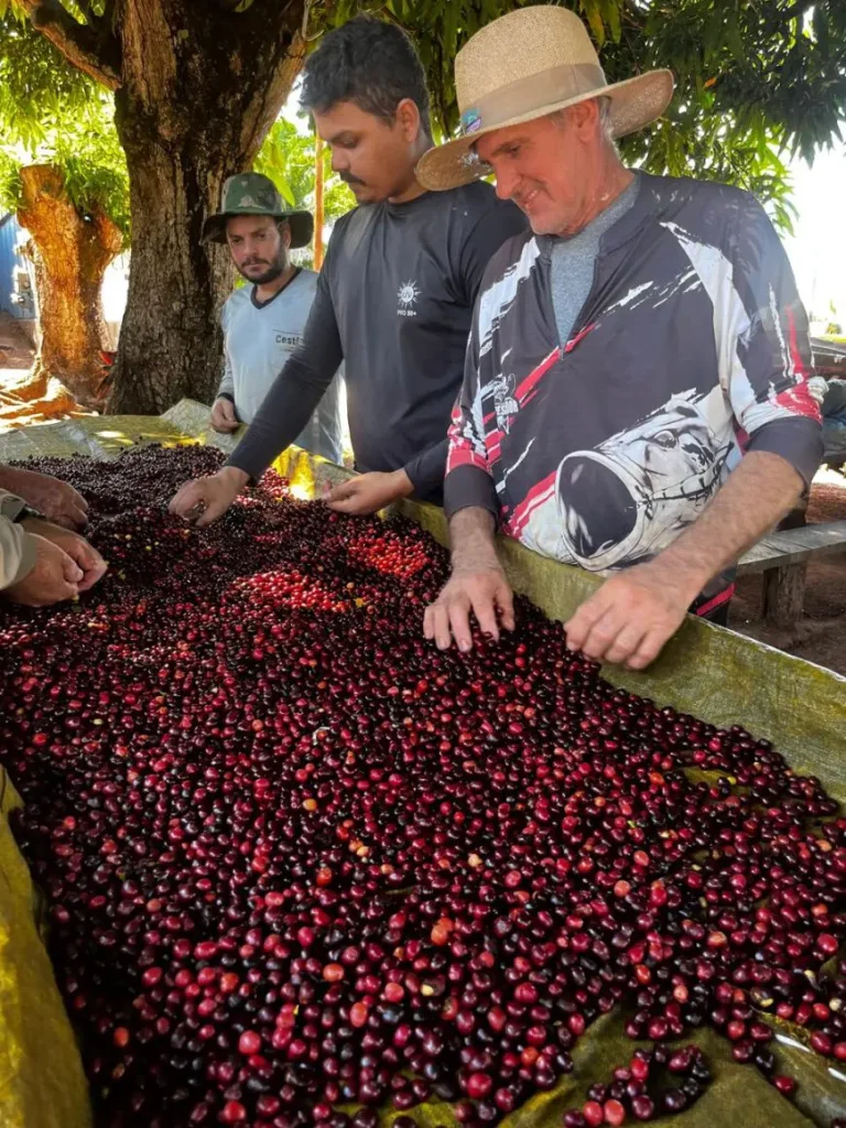 producao cafe fotos Marcelo Lopes 4 870x1160 1