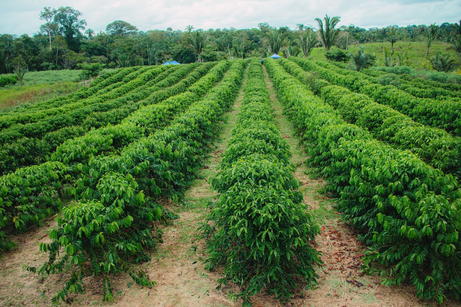 Federação do Amazonas lidera estratégia para inserir produtos da bioeconomia no mercado europeu 2 produtos