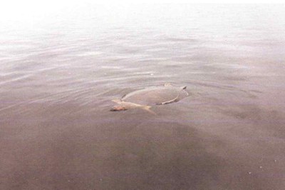 MPF aciona Polícia Federal para investigar contaminação de rios em terra indígena no Amazonas 1 contaminação