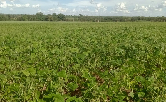 Tocantins amplia estimativa de produção agrícola em 28,4 mil toneladas 1 485015