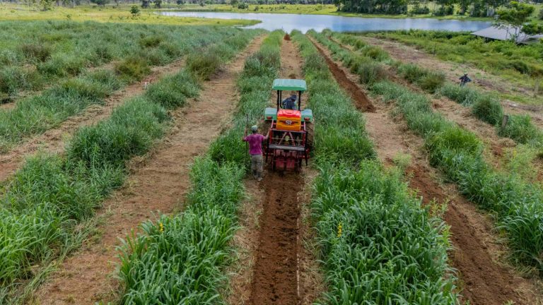 agroflorestal