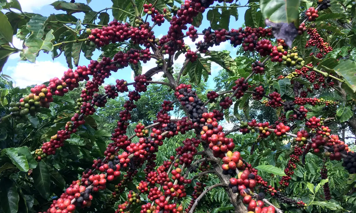 café