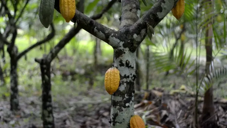 cacau