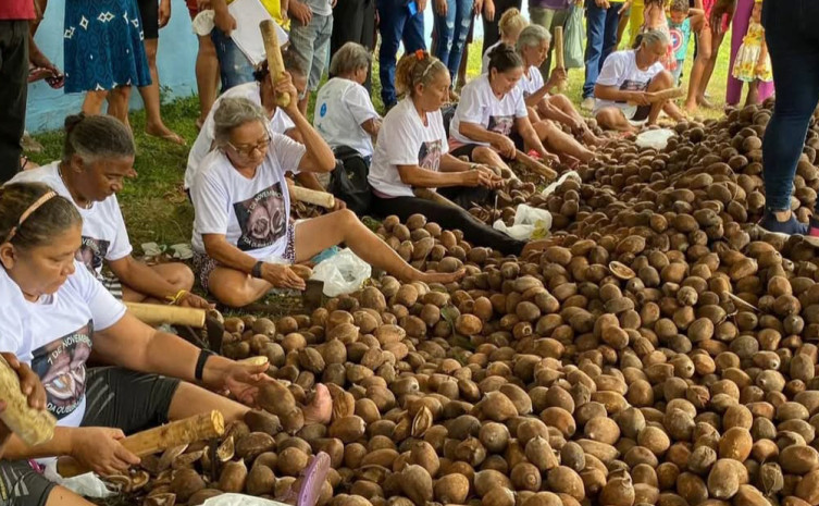 Tocantins amplia ações de bioeconomia para fortalecer a cadeia produtiva do babaçu 1 babaçu