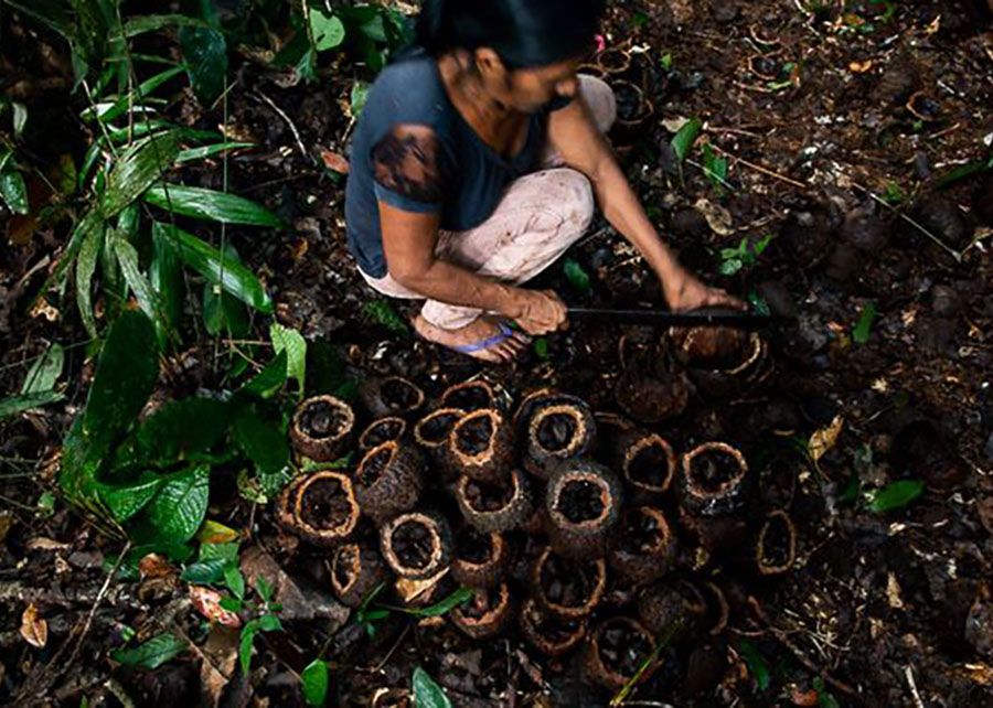castanha