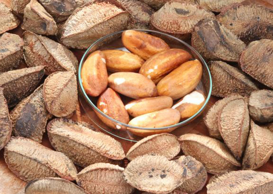 castanha 