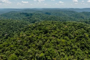 Amazônia