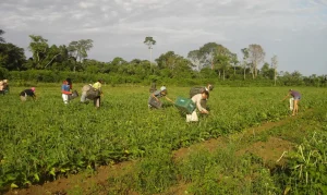 amazônia