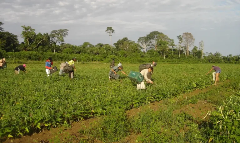 amazônia