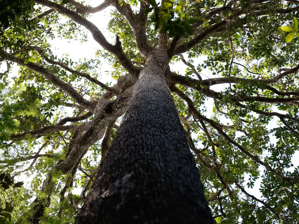 Fundo Amazônia vai destinar R$ 34,6 milhões para produção agroecológica no Pará e em Mato Grosso 1 Castanheiras