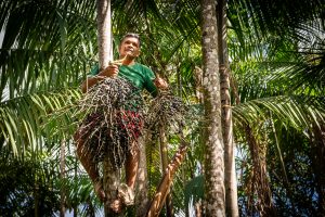 amazônia