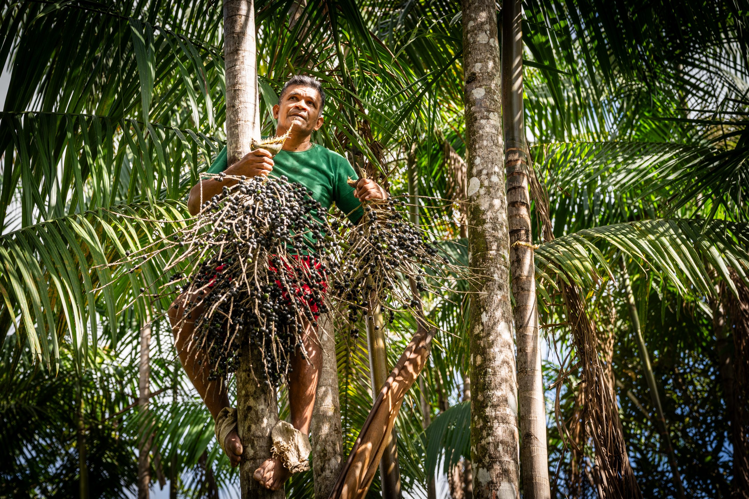 amazônia