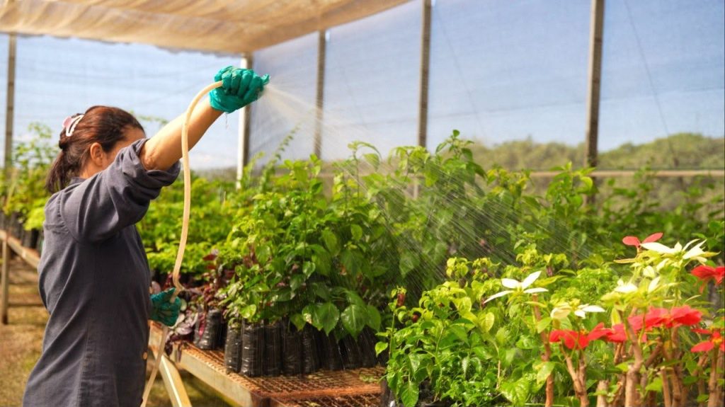 Mineradora inicia rastreamento digital de 10 mil mudas em parceria com startup da Amazônia 1 WhatsApp Image 2026 08 03 at 16.56.48