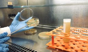 bioinsumos economia
