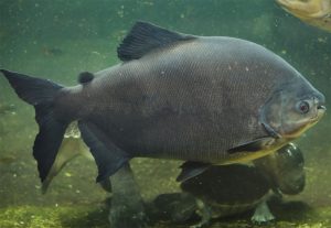 tambaqui