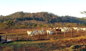 agropecuária